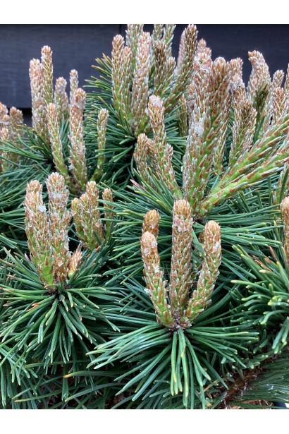 Сосна гірська Бенджамін шишки